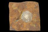 Fossil Winged Walnut (Juglandaceae) Fruit - North Dakota #145303-1
